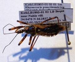 Rhynocoris punctiventris