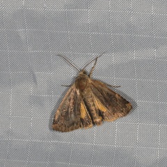 Cryptocala acadiensis