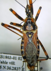 Rhynocoris punctiventris