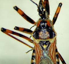 Rhynocoris punctiventris