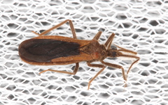 Tribelocephalinae