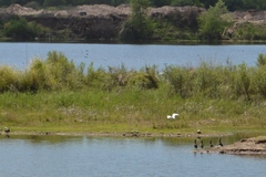 Egretta thula