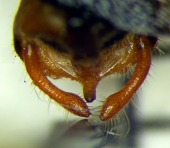 Rhynocoris punctiventris