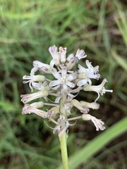 Drimia sphaerocephala