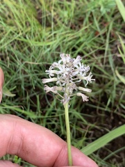 Drimia sphaerocephala