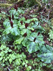 Trillium kurabayashii
