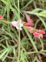 Oxygonum dregeanum