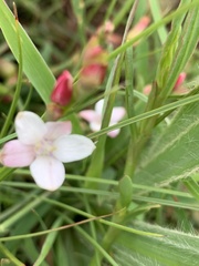 Oxygonum dregeanum