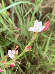 Oxygonum dregeanum