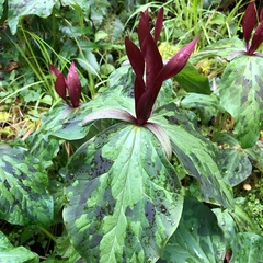 Trillium kurabayashii
