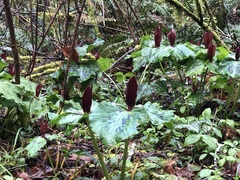 Trillium kurabayashii