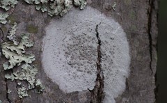Lecanora subpallens