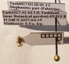 Stephanitis pyri