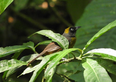 Mitrospingus cassinii