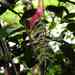 Billbergia violacea - Photo (c) olivier_fortune,  זכויות יוצרים חלקיות (CC BY-NC), הועלה על ידי olivier_fortune