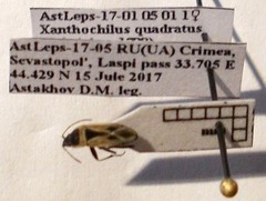 Xanthochilus quadratus