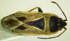 Xanthochilus quadratus