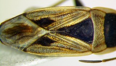 Xanthochilus quadratus