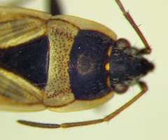 Xanthochilus quadratus