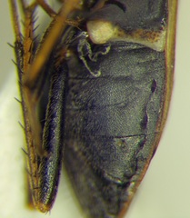 Xanthochilus quadratus