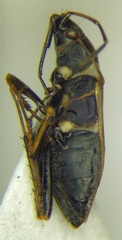Xanthochilus quadratus