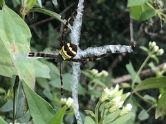 Argiope aetherea