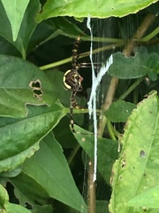 Argiope aetherea
