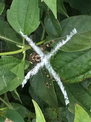 Argiope aetherea