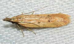 Dichomeris acuminatus