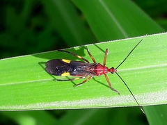 Graptocleptes bicolor