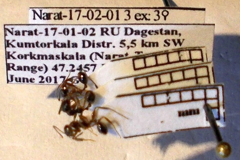 Aphaenogaster muschtaidica