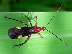 Graptocleptes bicolor