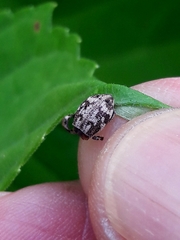 Parapantomorus fluctuosus