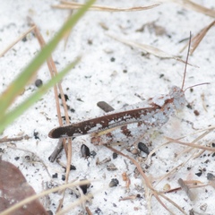 Spharagemon marmorata