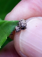 Parapantomorus fluctuosus