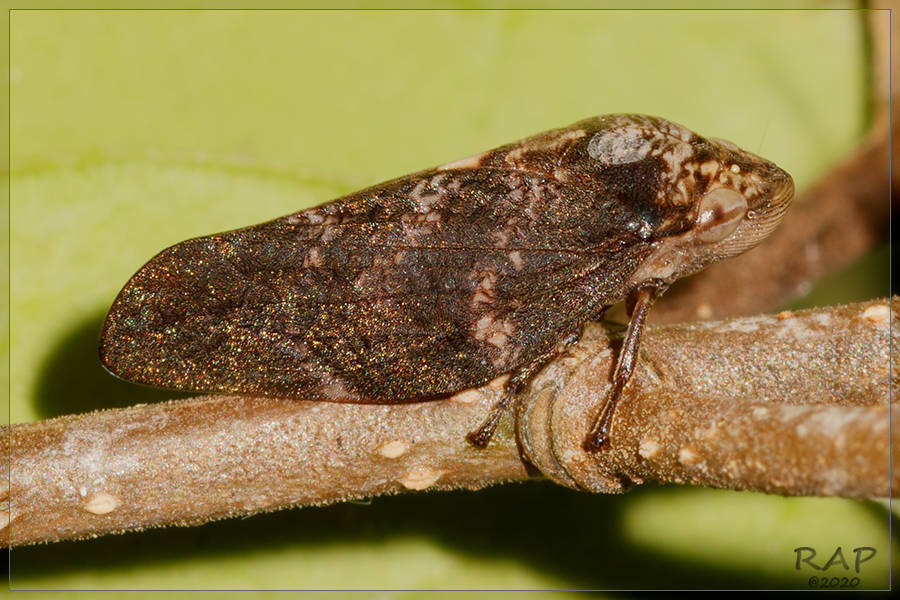 Cephisus