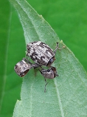 Parapantomorus fluctuosus