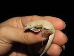 Anolis unilobatus
