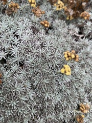 Helichrysum galpinii