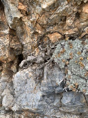 Helichrysum galpinii