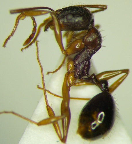 Aphaenogaster muschtaidicaAphaenogaster muschtaidica
