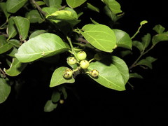 Sarcomphalus amole