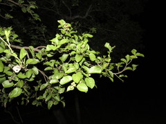 Sarcomphalus amole