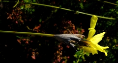 Bobartia macrospatha