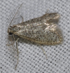 Dissoctena albidella