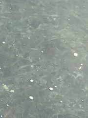 Atherinops affinis