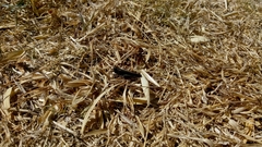 Arphia pseudonietana