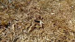 Arphia pseudonietana