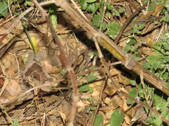 Trimorphodon biscutatus