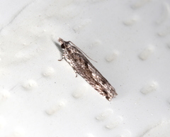 Holocola thalassinana